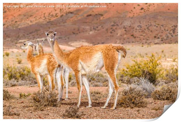 Group of Guanacos at Patagonia Landscape, Argentin Print by Daniel Ferreira-Leite