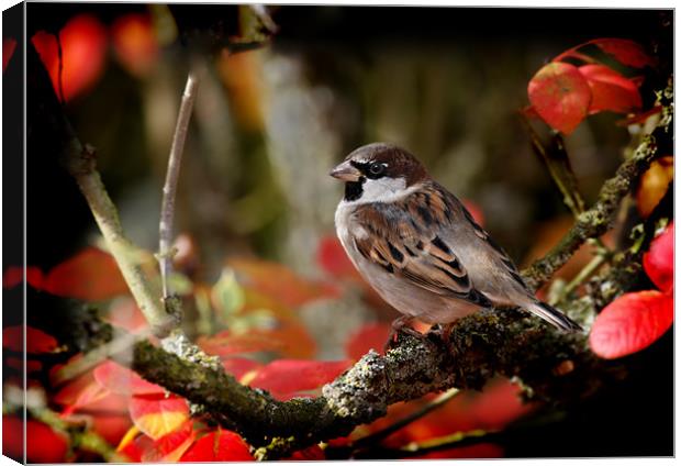 HOUSE SPARROW Canvas Print by Anthony R Dudley (LRPS)