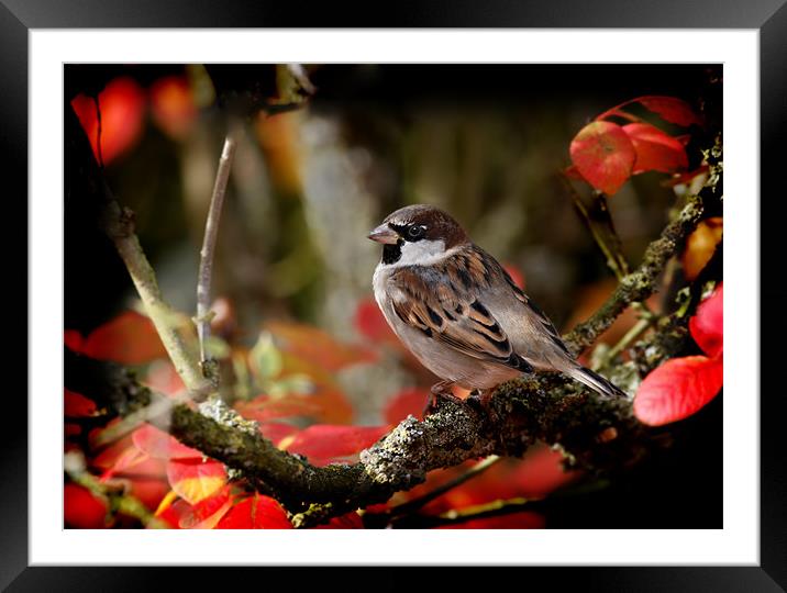 HOUSE SPARROW Framed Mounted Print by Anthony R Dudley (LRPS)