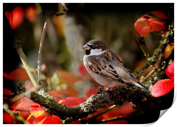 HOUSE SPARROW Print by Anthony R Dudley (LRPS)