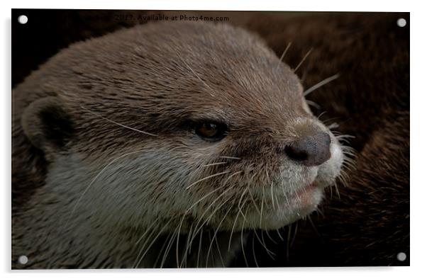 Otter Acrylic by rawshutterbug 