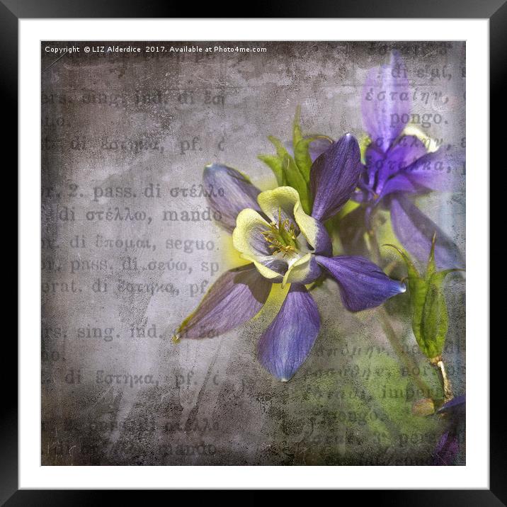Purple Columbine Framed Mounted Print by LIZ Alderdice