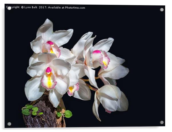 Spray of Orchids Acrylic by Lynn Bolt