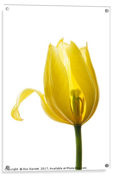 Lemon Tulip 1 Acrylic by Ann Garrett