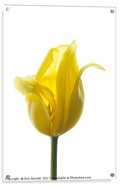 Lemon Tulip 3 Acrylic by Ann Garrett