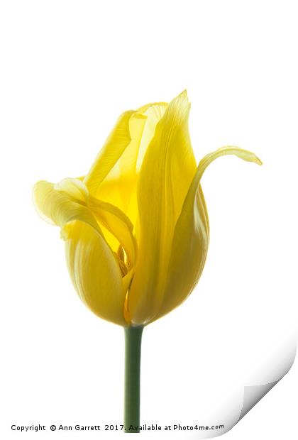Lemon Tulip 3 Print by Ann Garrett