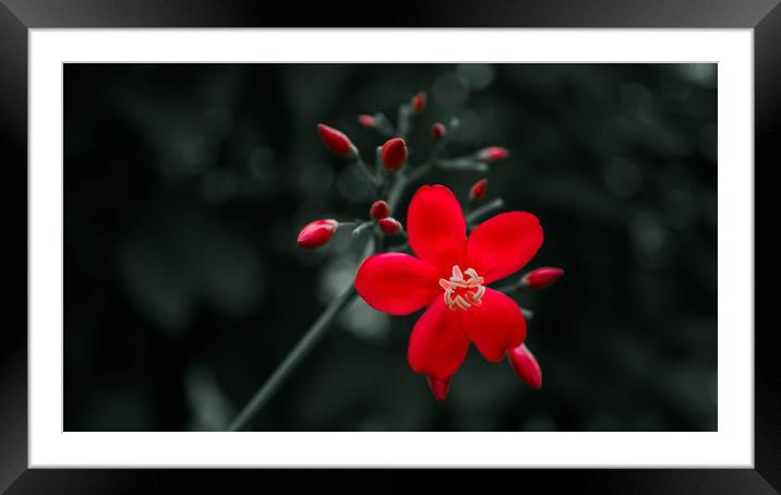 The Red Framed Mounted Print by Dev Kumar