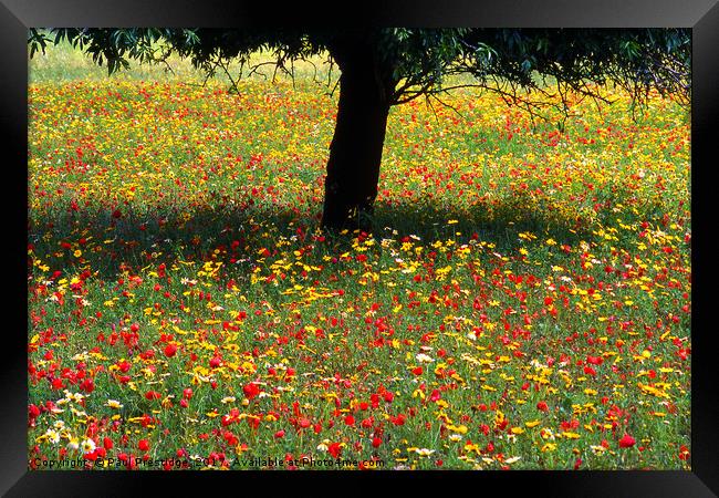 Mallorcan Wild Flowers Framed Print by Paul F Prestidge