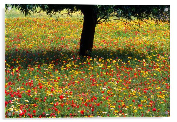 Mallorcan Wild Flowers Acrylic by Paul F Prestidge