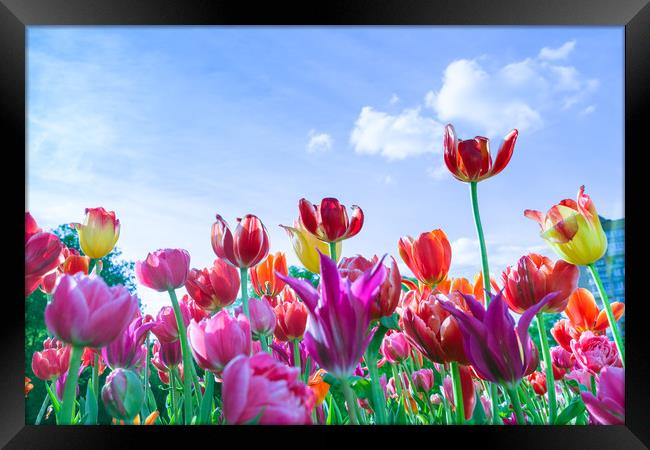Red, purple and yellow tulips against blue sky and Framed Print by Michael Goyberg