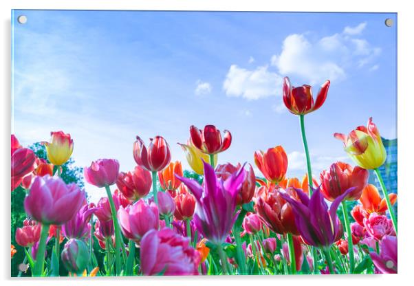 Red, purple and yellow tulips against blue sky and Acrylic by Michael Goyberg