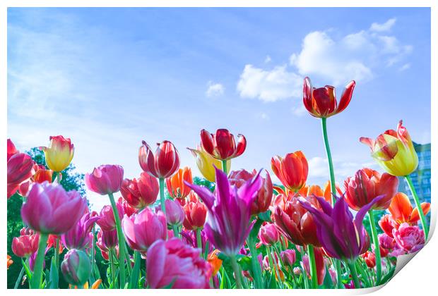 Red, purple and yellow tulips against blue sky and Print by Michael Goyberg