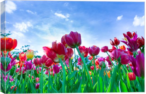 Red, purple and yellow tulips against blue sky Canvas Print by Michael Goyberg