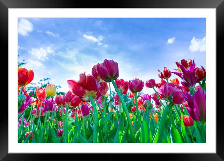 Red, purple and yellow tulips against blue sky Framed Mounted Print by Michael Goyberg