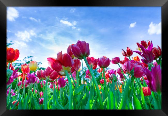 Red, purple and yellow tulips against blue sky Framed Print by Michael Goyberg