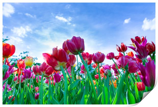 Red, purple and yellow tulips against blue sky Print by Michael Goyberg