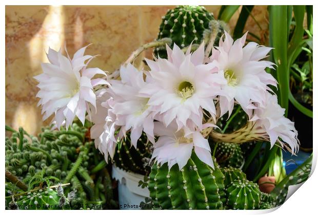 Flowers of cactus Print by Igor Krylov