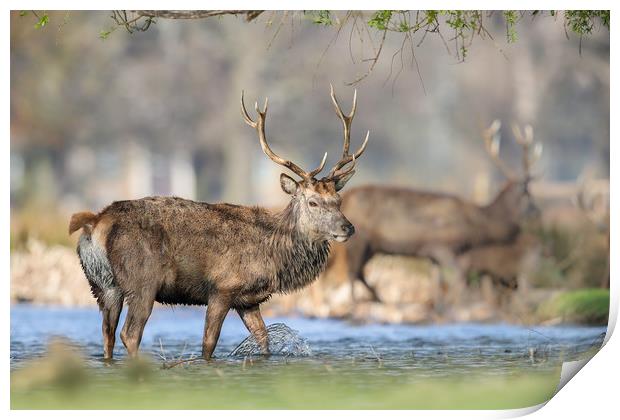 Bath Time Print by Philip Male