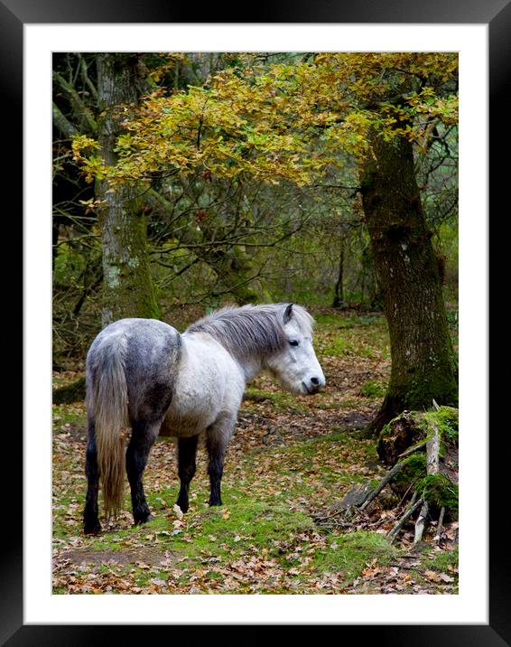 New Forest Pony Framed Mounted Print by Colin Tracy