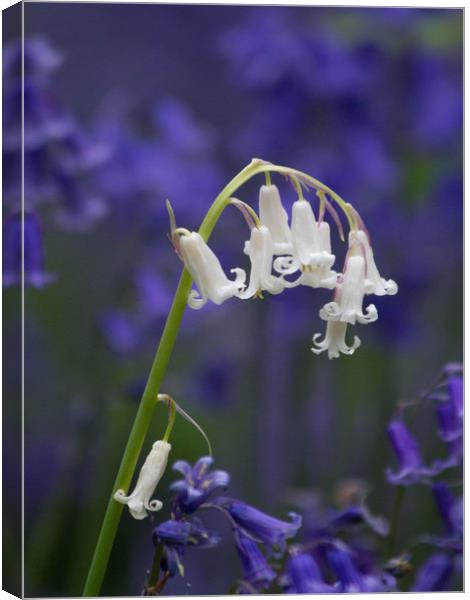 White Bluebell  Canvas Print by Colin Tracy