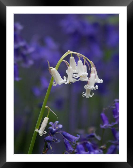White Bluebell  Framed Mounted Print by Colin Tracy