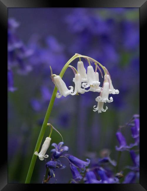 White Bluebell  Framed Print by Colin Tracy