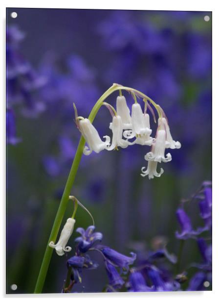 White Bluebell  Acrylic by Colin Tracy