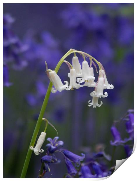 White Bluebell  Print by Colin Tracy