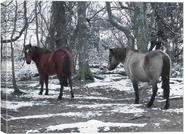 New Forest Ponies in the snow Canvas Print by Colin Tracy