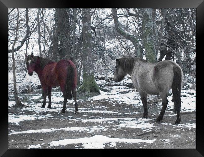 New Forest Ponies in the snow Framed Print by Colin Tracy