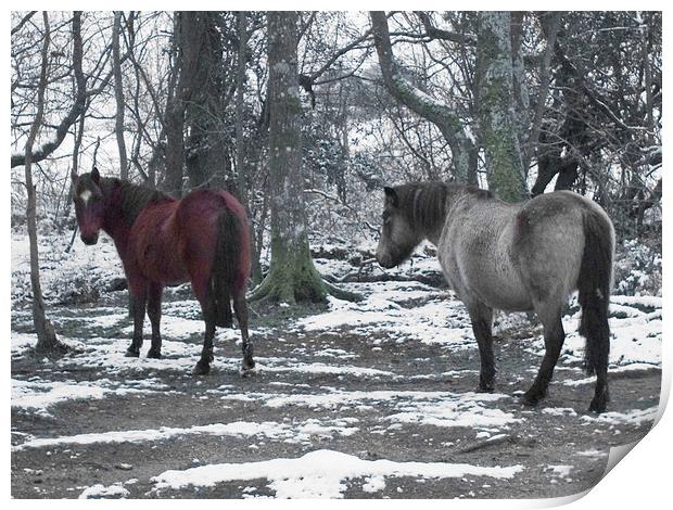 New Forest Ponies in the snow Print by Colin Tracy