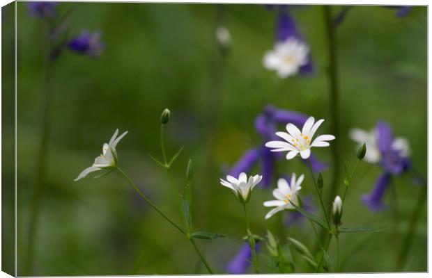 Stitchwort and Bluebells Canvas Print by Colin Tracy