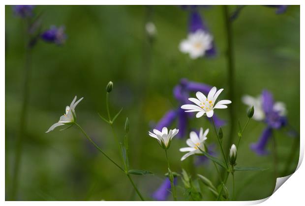 Stitchwort and Bluebells Print by Colin Tracy
