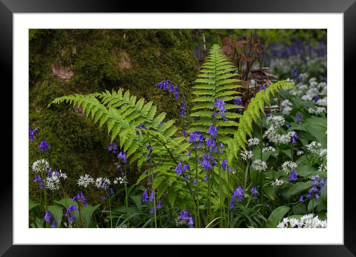 Spring Fern Framed Mounted Print by Colin Tracy