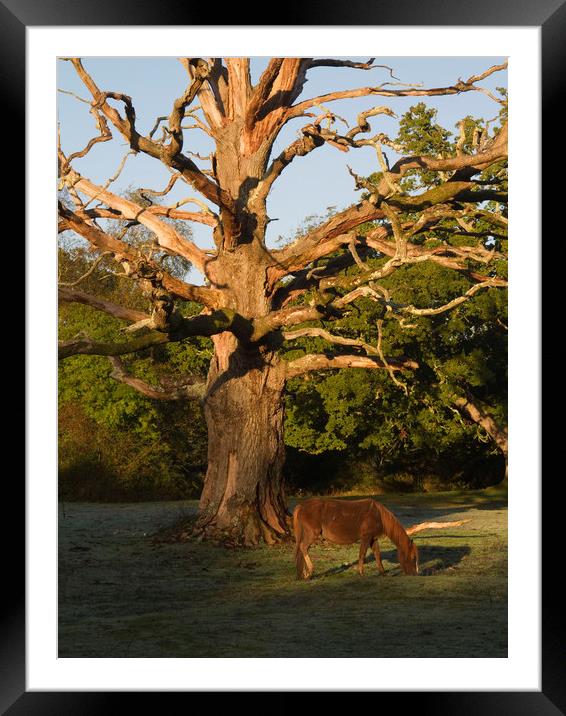 New Forest Frosty Morning Framed Mounted Print by Colin Tracy