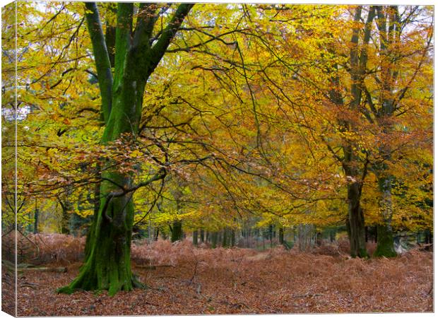 New Forest Autumn Canvas Print by Colin Tracy