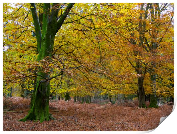 New Forest Autumn Print by Colin Tracy