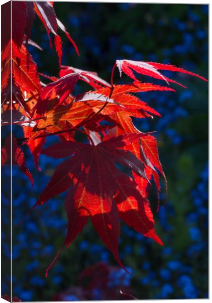 Backlit Maple Leaves Canvas Print by Colin Tracy