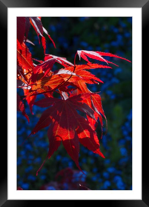 Backlit Maple Leaves Framed Mounted Print by Colin Tracy