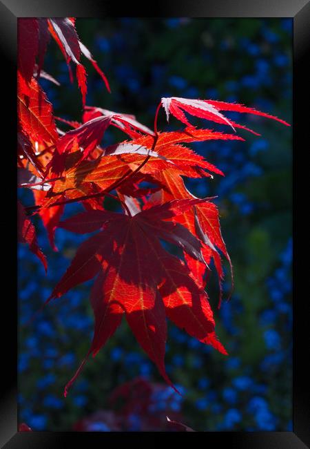 Backlit Maple Leaves Framed Print by Colin Tracy