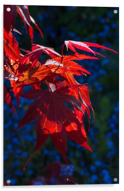 Backlit Maple Leaves Acrylic by Colin Tracy