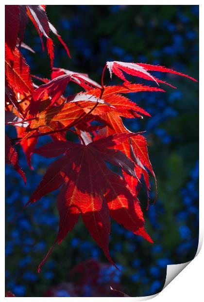Backlit Maple Leaves Print by Colin Tracy