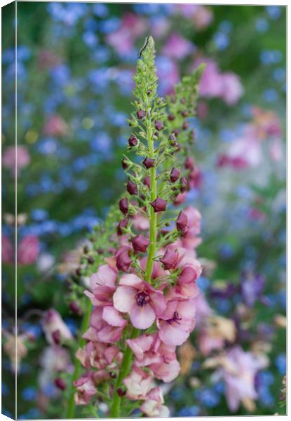 Verbascum against Forget-me-nots Canvas Print by Colin Tracy