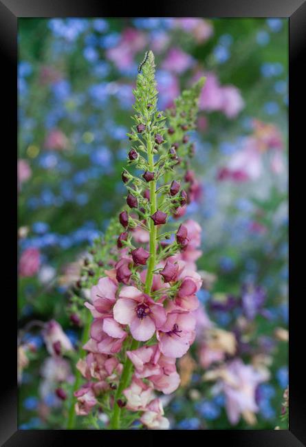 Verbascum against Forget-me-nots Framed Print by Colin Tracy