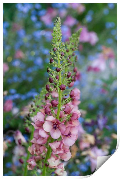 Verbascum against Forget-me-nots Print by Colin Tracy