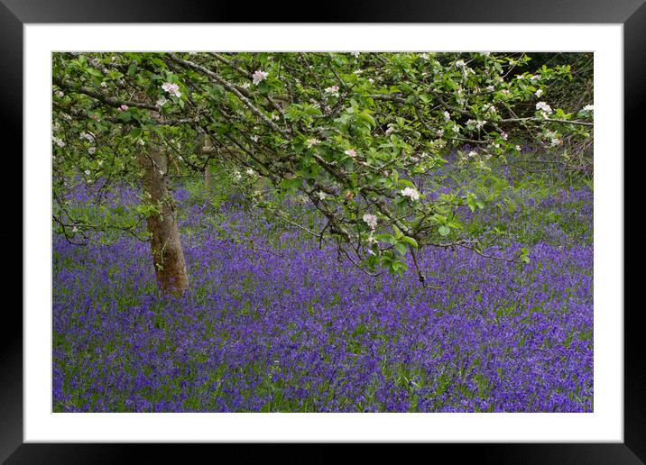 Bluebells beneath an Apple tree Framed Mounted Print by Colin Tracy