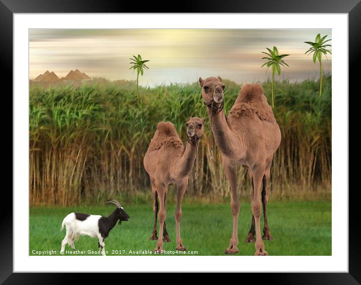 The Camels. Framed Mounted Print by Heather Goodwin