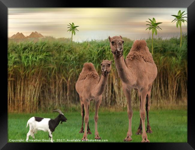 The Camels. Framed Print by Heather Goodwin