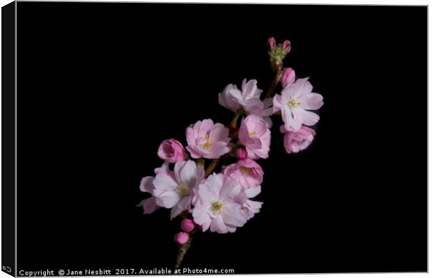 Cherry Blossom Canvas Print by Jane Nesbitt