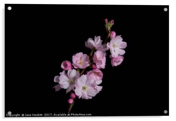 Cherry Blossom Acrylic by Jane Nesbitt